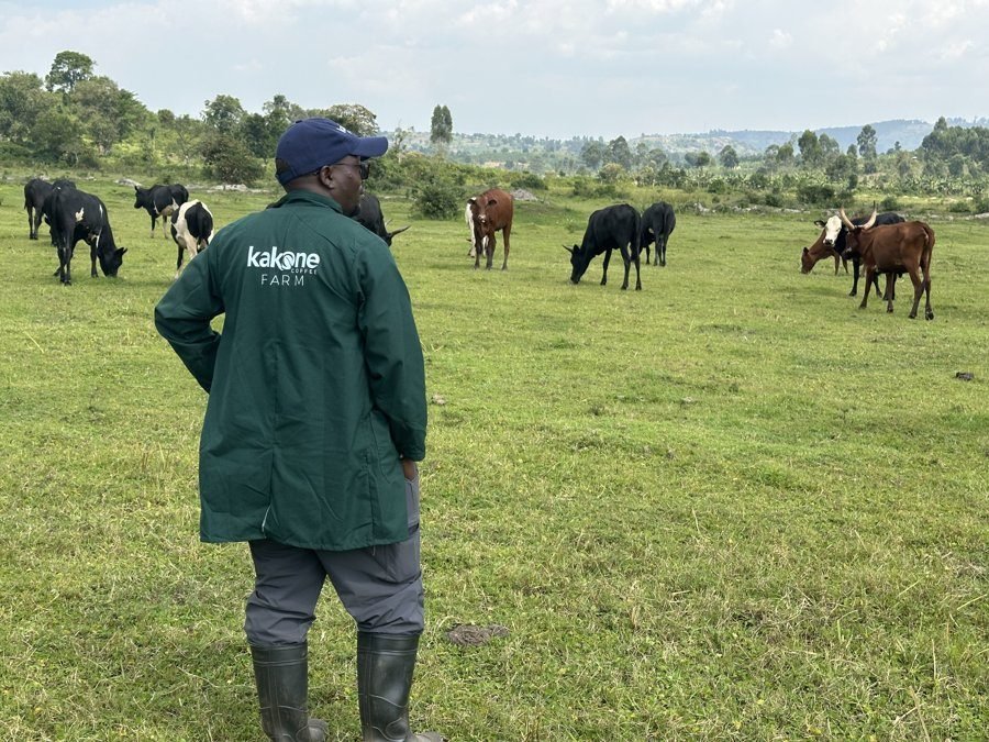 Cattle integrated into the Kakone Coffee farm system
