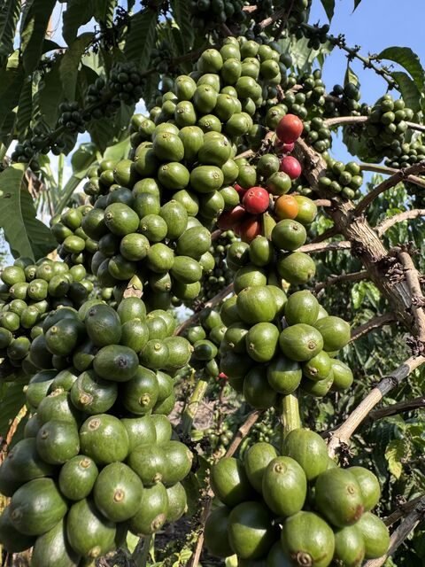 Coffee cherries developing on a Kakone Coffee tree