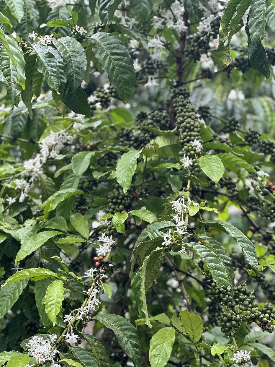 Kakone Coffee farm in flower