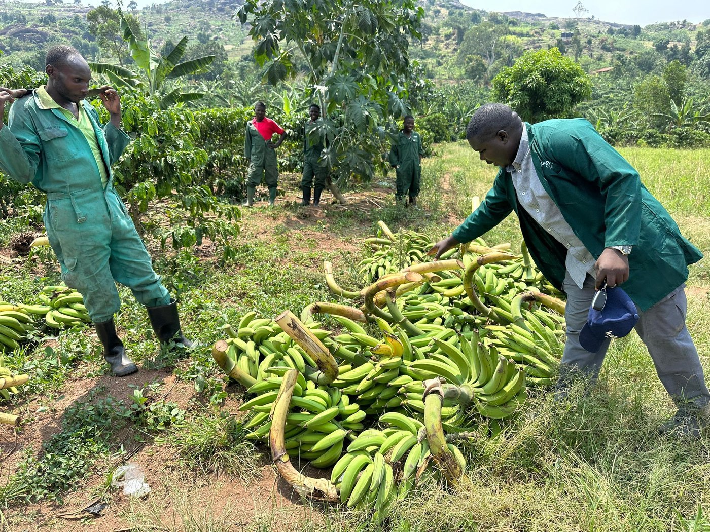 Gonja and bananas intercropped between young coffee rows