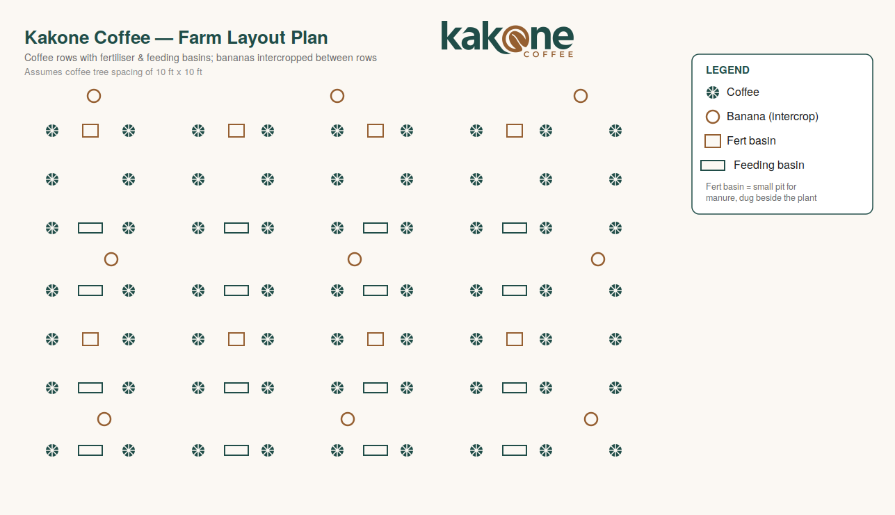 Coffee farm fertiliser and feeding basin layout plan