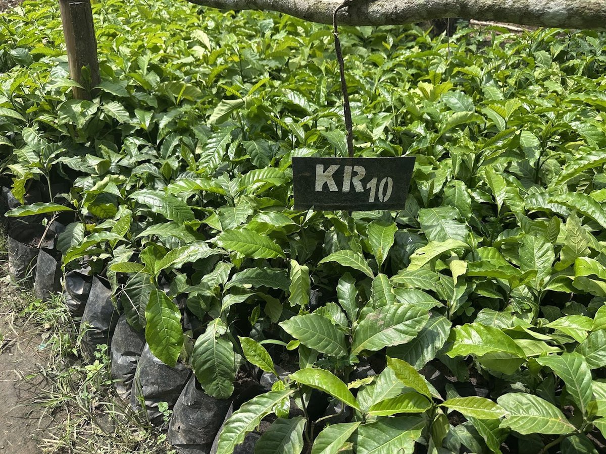 KR10 coffee variety seedlings at the Kakone Coffee nursery