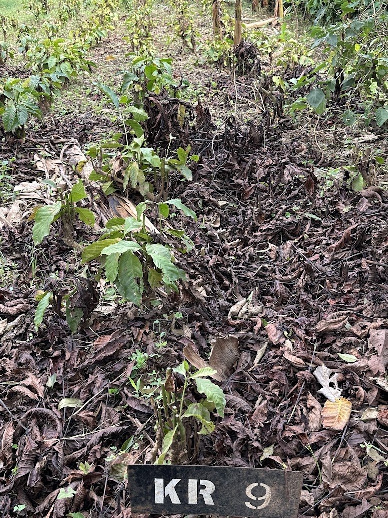 KR9 coffee variety plot at the Kakone Coffee nursery