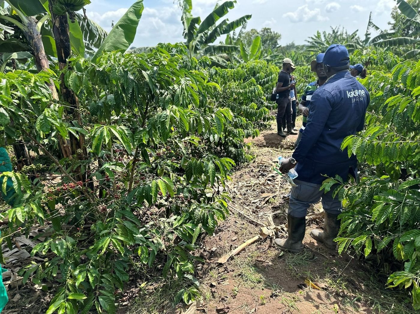 Kakone Coffee farm team walking the rows