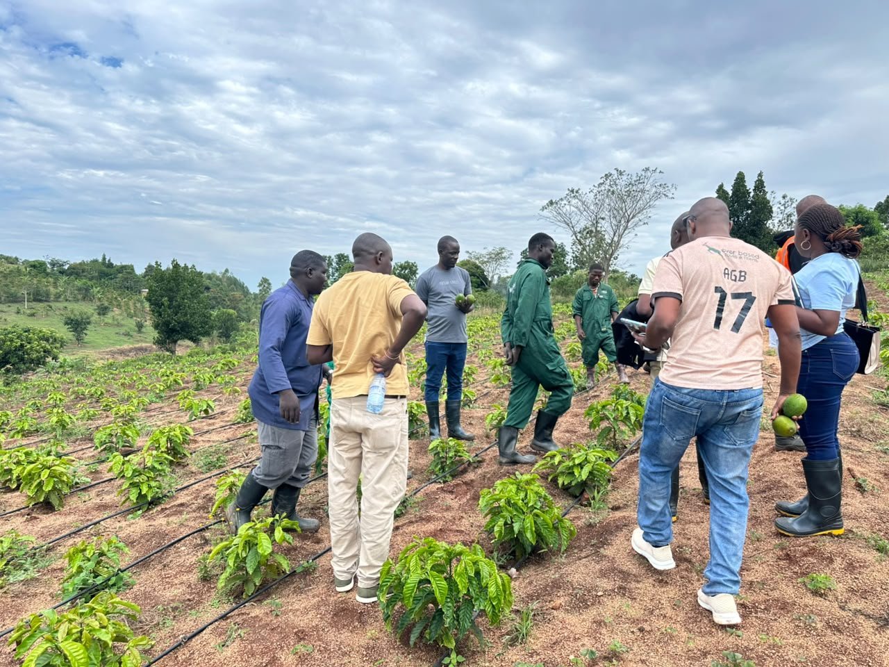 Visitors picking coffee cherries along drip-irrigated rows