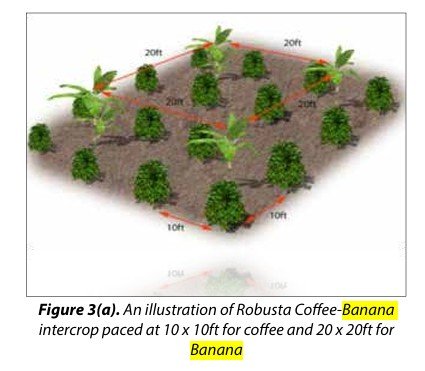Illustration showing recommended spacing for intercropping bananas between rows of young coffee