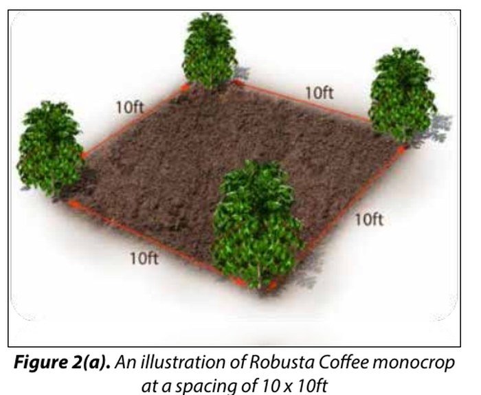 Robusta coffee spacing illustration, 10ft by 10ft