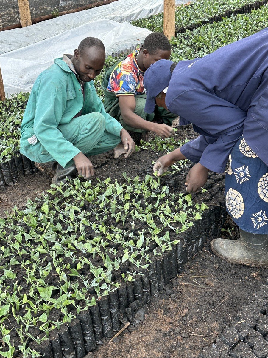 Kakone Coffee nursery team pricking out seedlings in the brooding beds