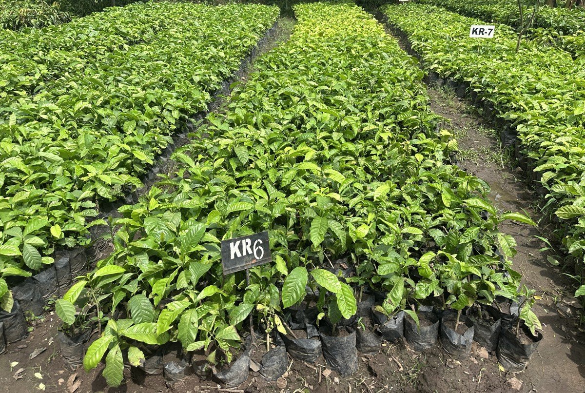 KR6 and KR7 coffee seedlings hardening off before planting