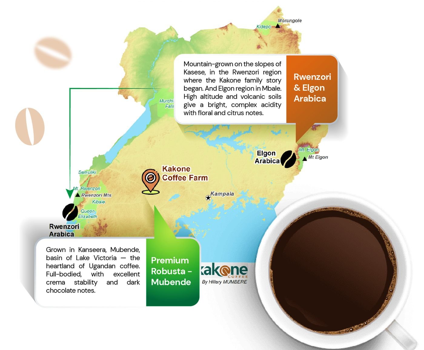 Map of Kakone Coffee origin in Uganda — Premium Robusta from Mubende, and Arabica from Rwenzori and Elgon