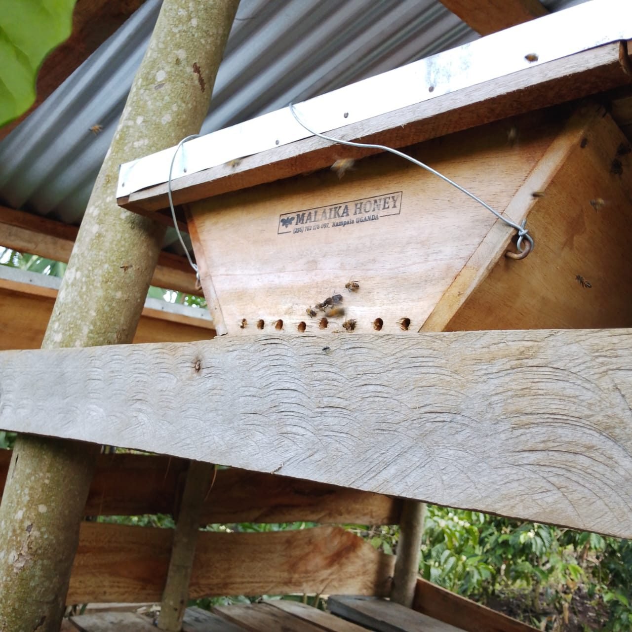 Beehive on the Kakone Coffee farm