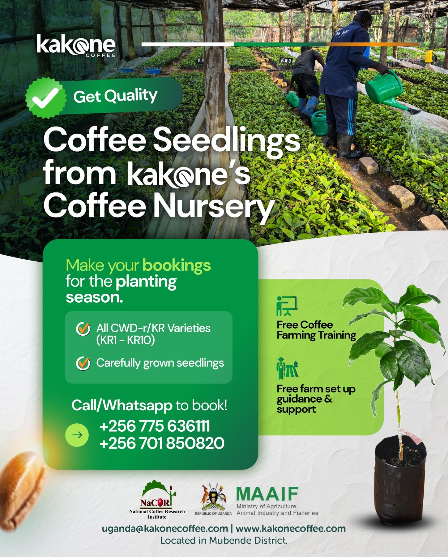 Coffee seedlings from Kakone's coffee nursery