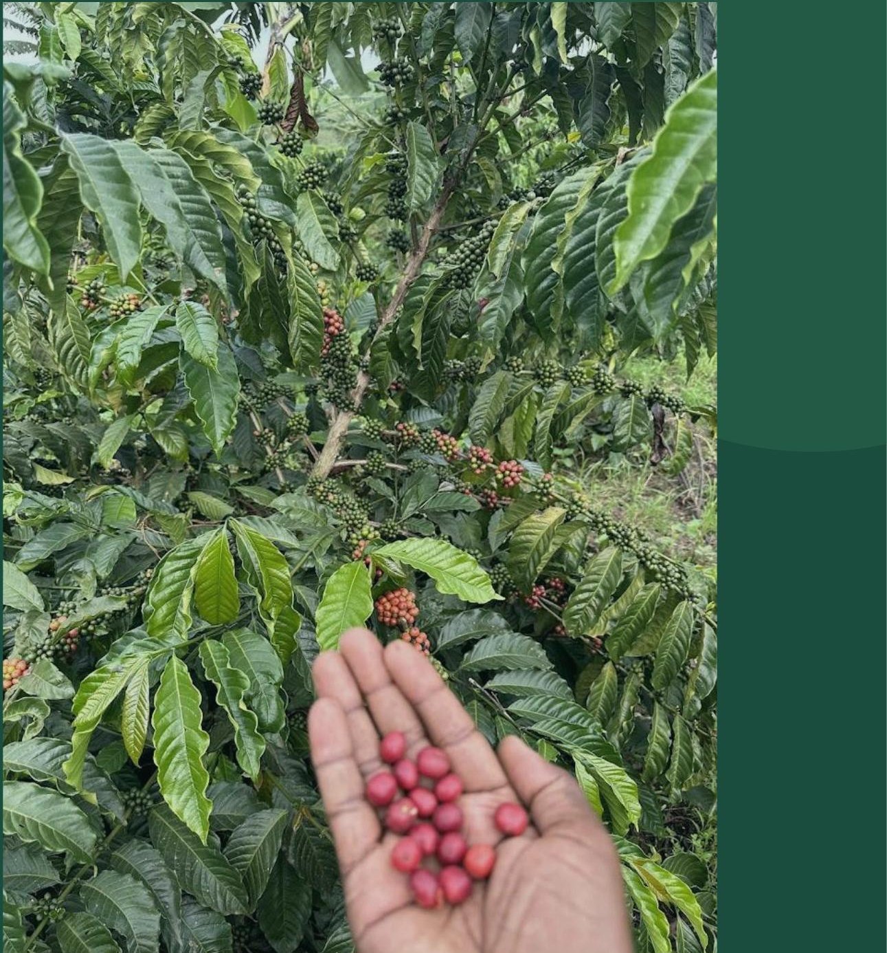 Freshly picked red ripe Kakone coffee cherries