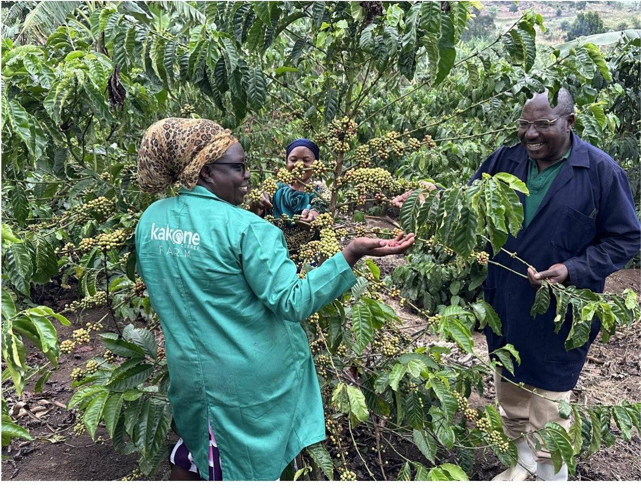 Uganda coffee value chain