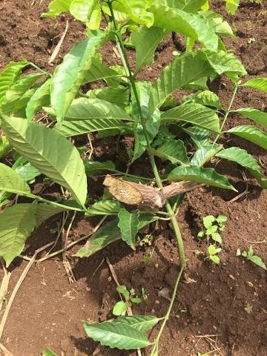 A young coffee stem bent and pegged down for tree training