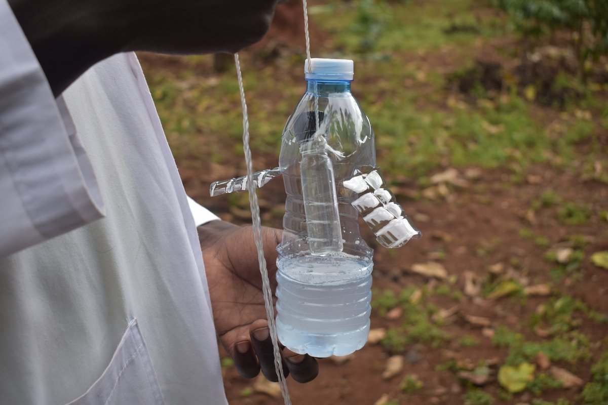 DIY bottle trap for Black Coffee Twig Borer