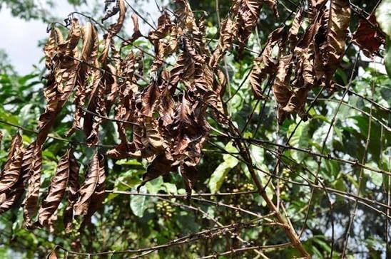 Coffee branch showing dried, dying twigs affected by Black Coffee Twig Borer