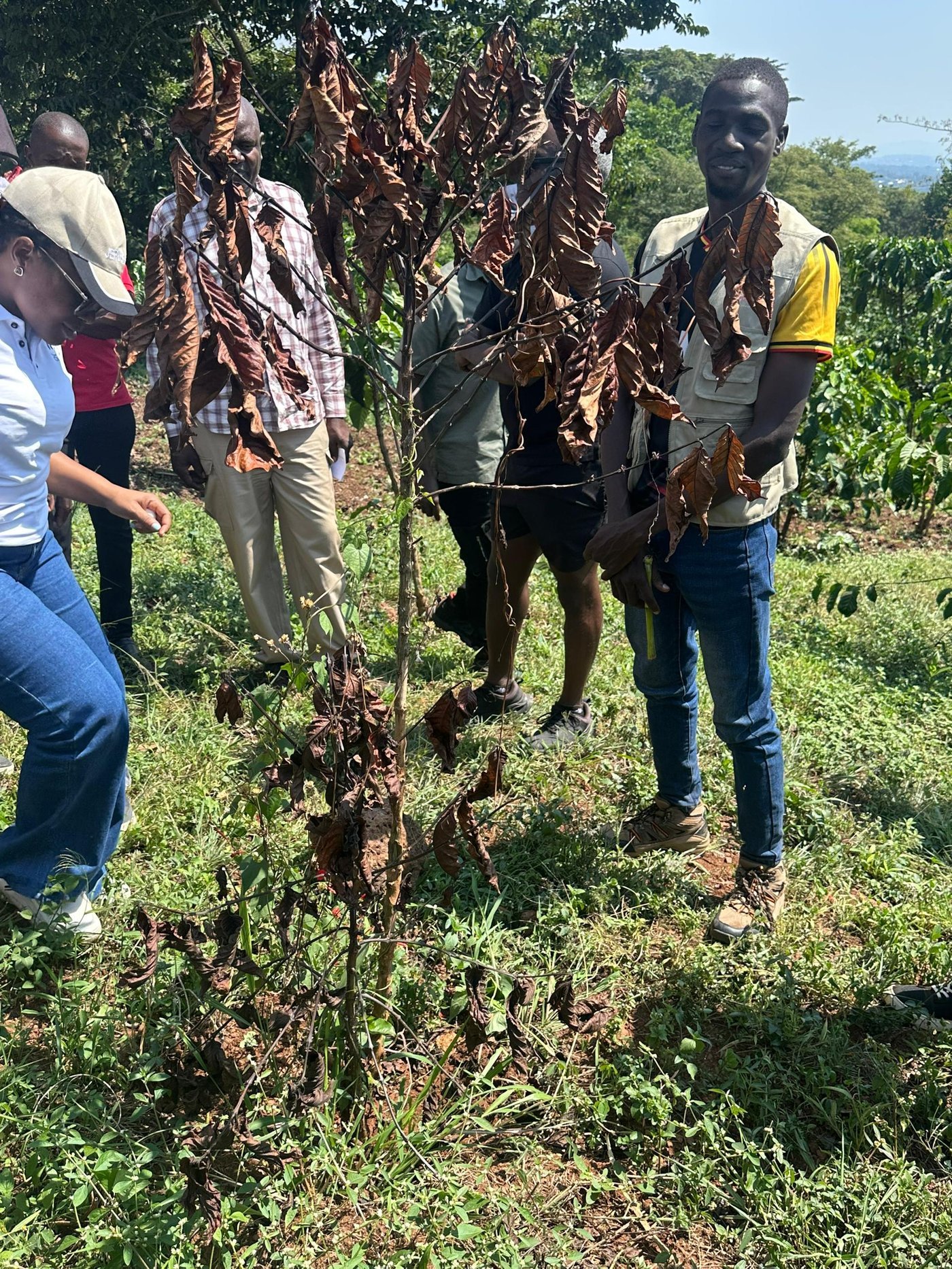 Coffee pest and disease management